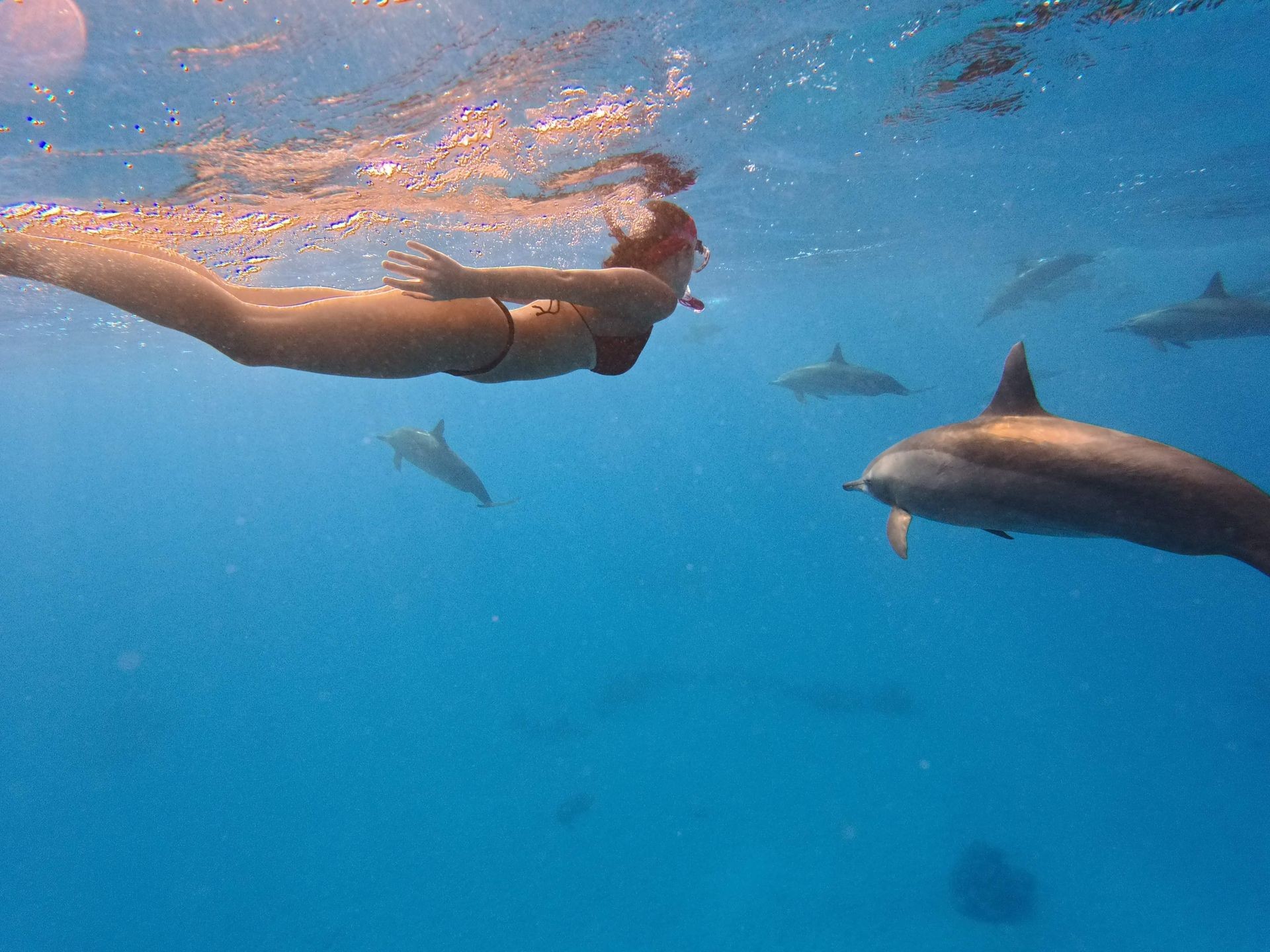 Dolphin Swimming Experience